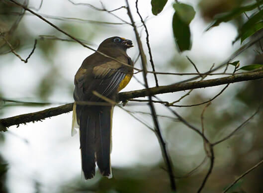 MISHMI HILLS India Short Birding Tours