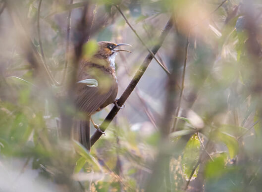 Nagaland Short Birding Tour