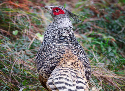 SAT TAL India Short Birding Tours