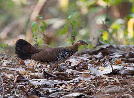 Thattekad Kerala Short Birding Tour