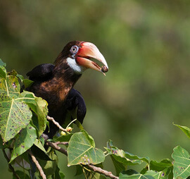 Andaman Short Birding Tour