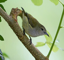 South India and Andaman Birding Tour