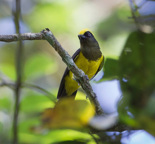 Northeast India Birding Tour