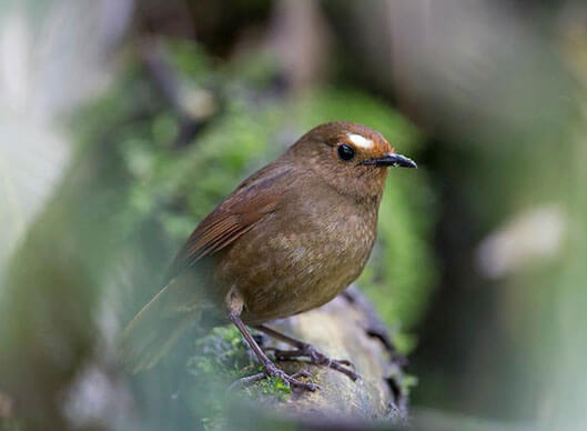 ASSAM & MISHMI HILLS BIRDING TOUR