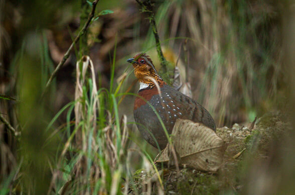 EAGLENEST & MEGHALAYA BIRDING TOUR