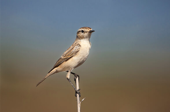 Gujarat Birding Tour
