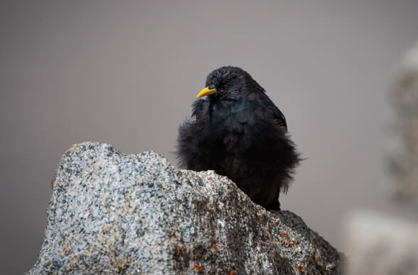 Birding in Kashmir & Ladakh