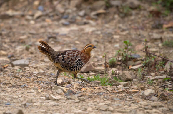 North East Birding Tours