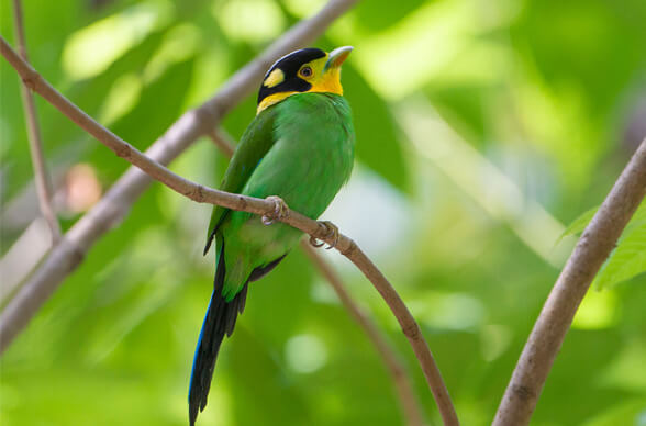 North India Birding Tour