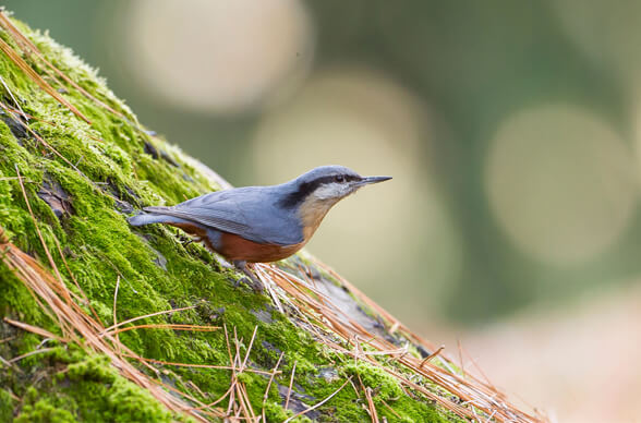 Rajasthan and Kashmir Birding Tour