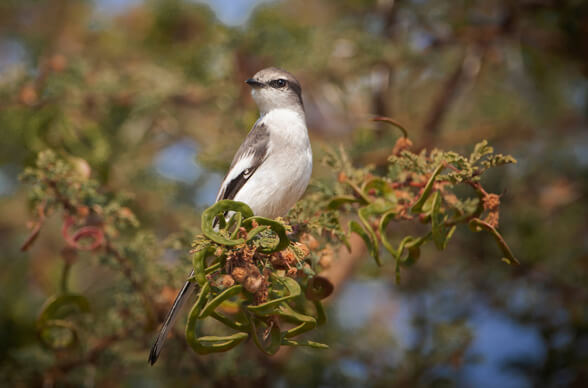 Rajasthan birding tour