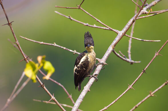 birding tour of South India