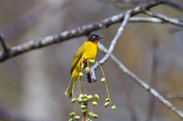 Western Ghats Endemic Birding Tour