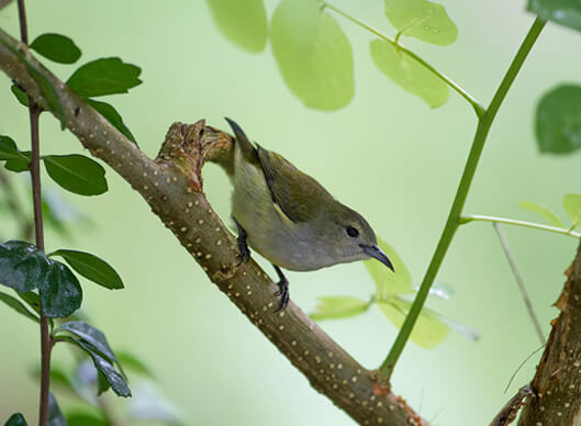 SOUTH INDIA AND ANDAMANS BIRDING TOUR