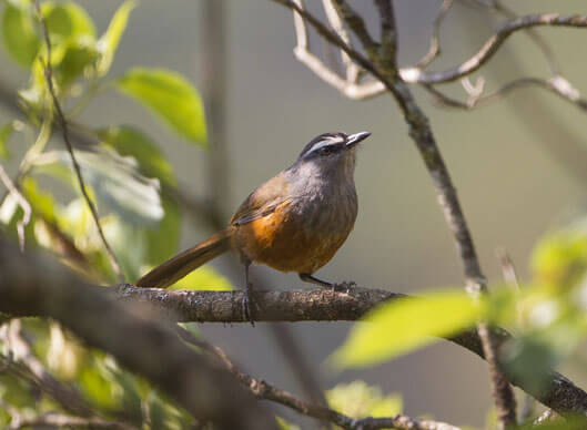 ANDAMAN BIRDING TOUR