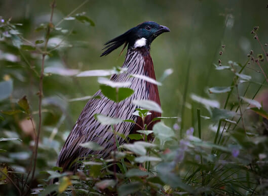 Birding in Uttarakhand